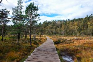 wooden pathway, made of timber, leading over wet marsh land covered in yellow grass